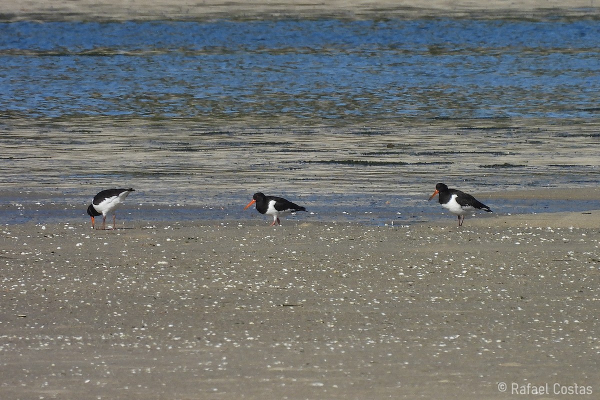 Eurasian Oystercatcher - ML619955861