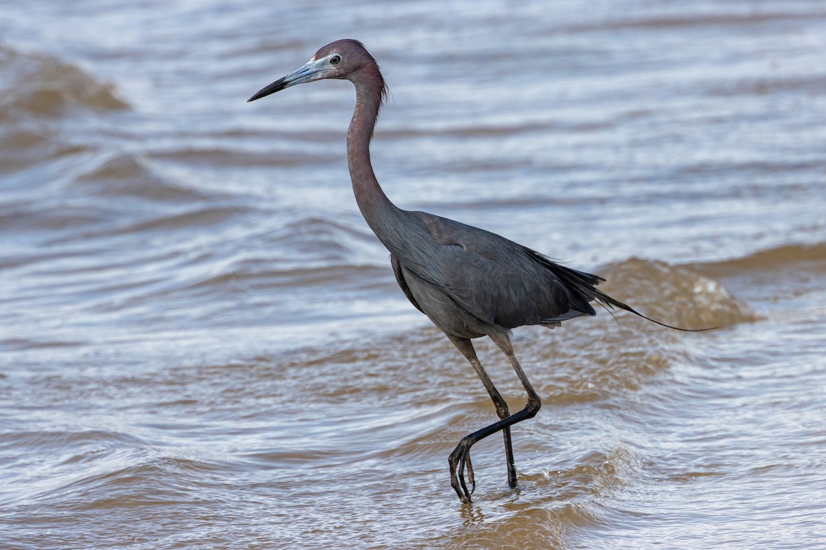 Little Blue Heron - Robert Wheat