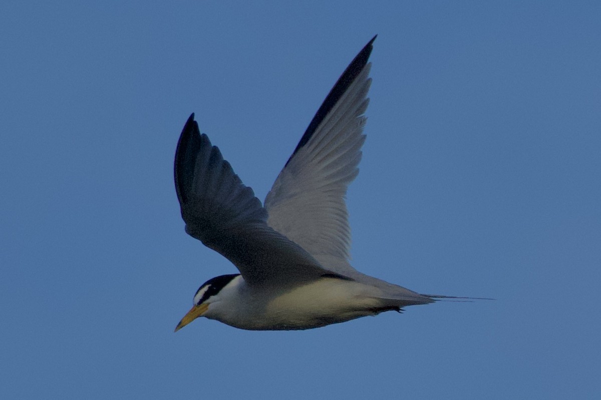 Least Tern - ML619955878