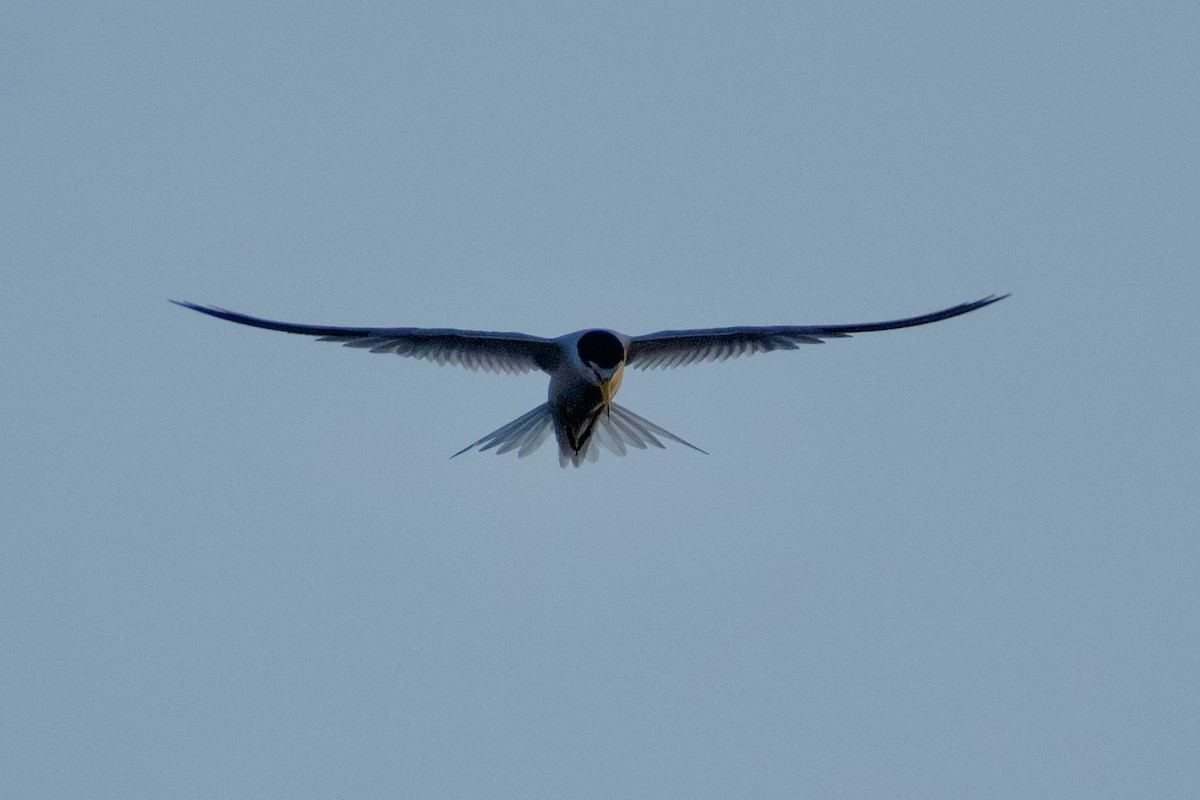 Least Tern - ML619955879