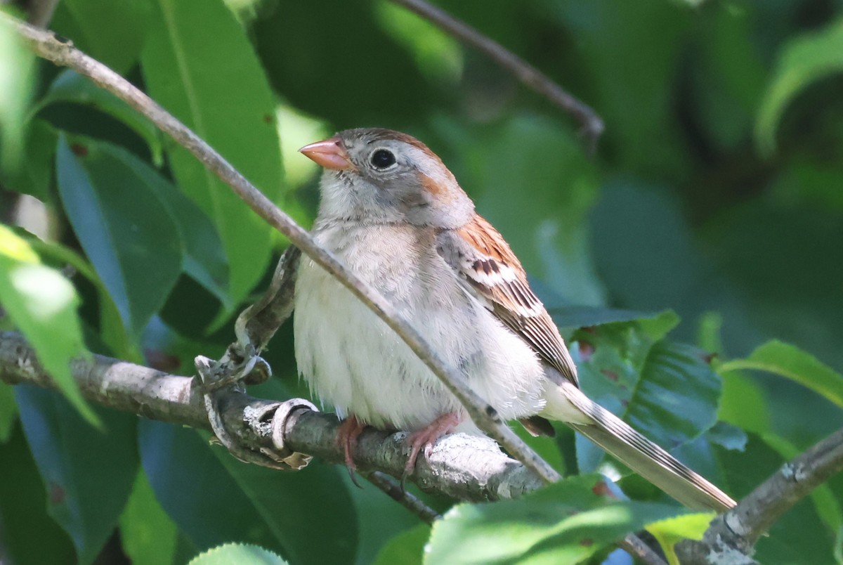 Field Sparrow - ML619955888
