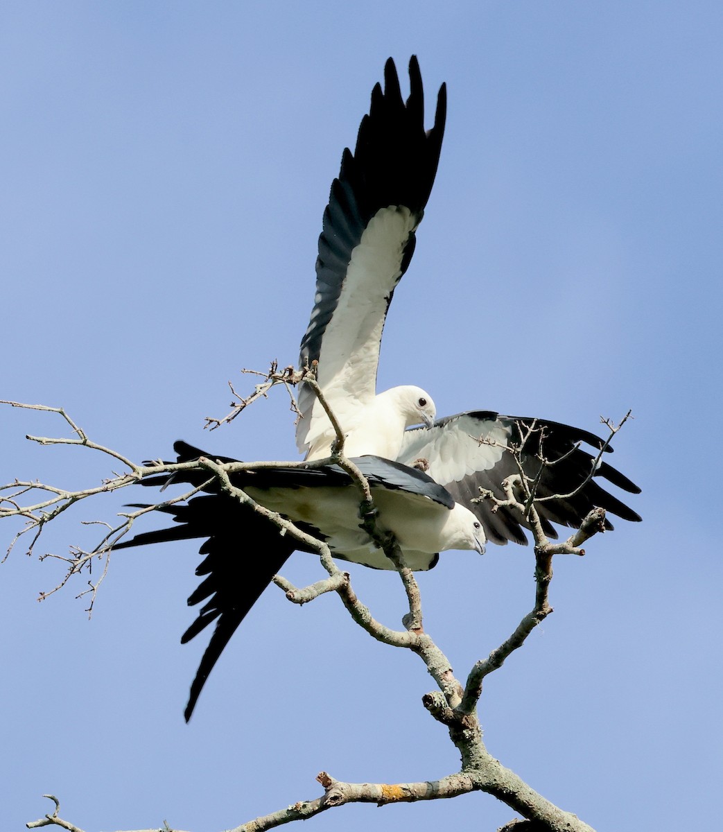 Swallow-tailed Kite - ML619955889