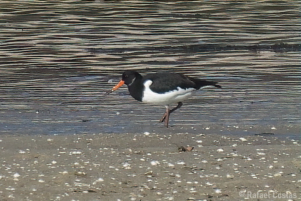 Eurasian Oystercatcher - ML619955890