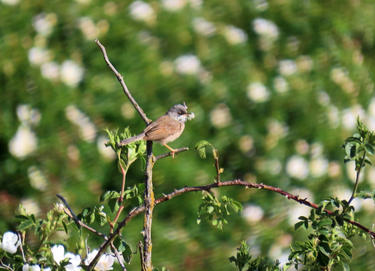 Spectacled Warbler - ML619955902