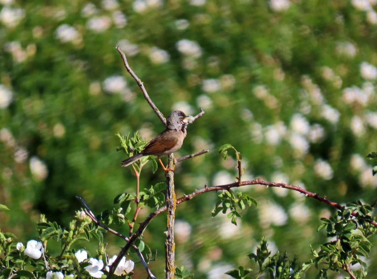 Spectacled Warbler - ML619955903