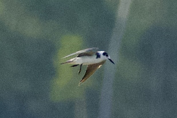 Black Tern - ML619955904