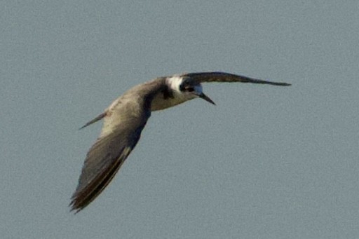 Black Tern - ML619955905