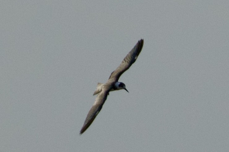 Black Tern - ML619955907