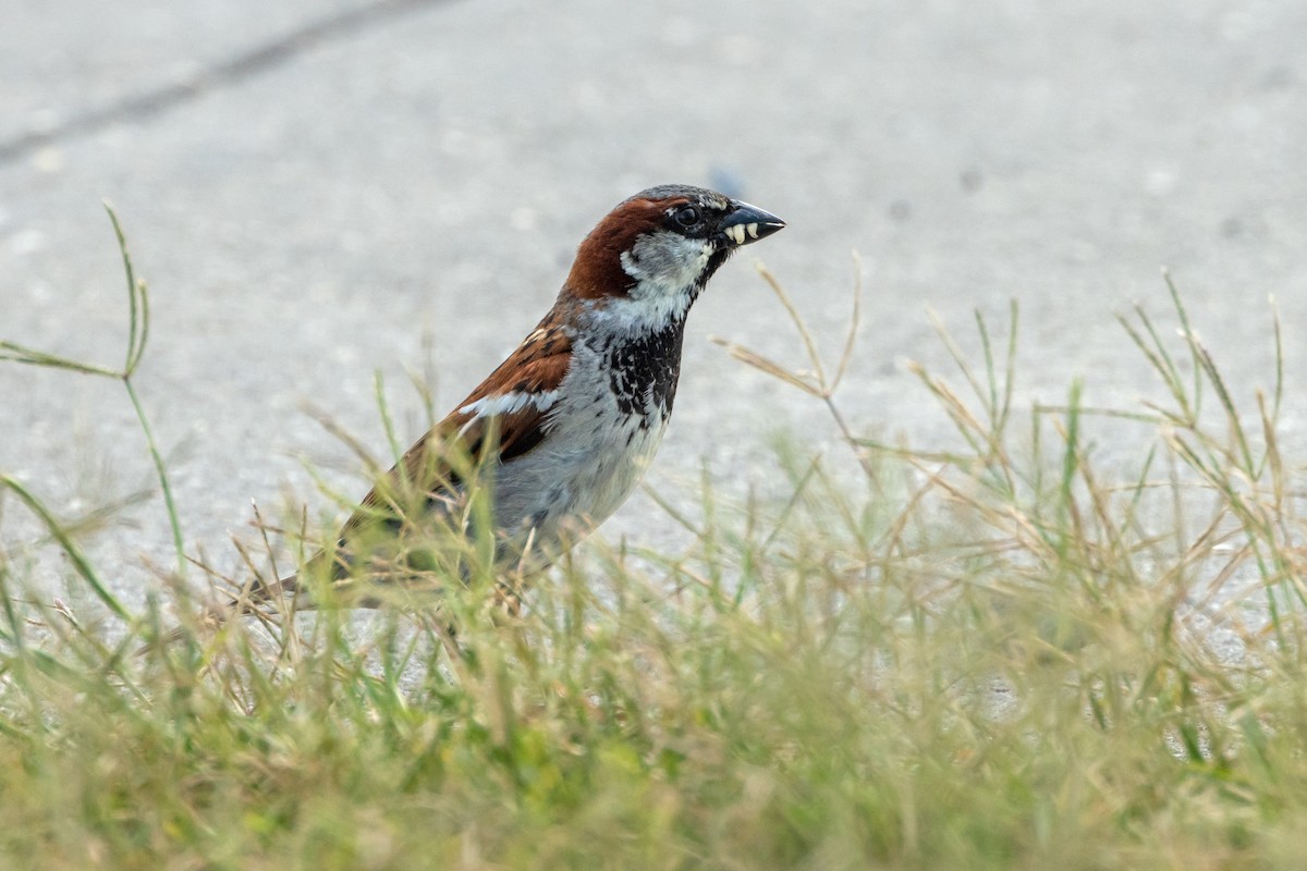 House Sparrow - ML619955910