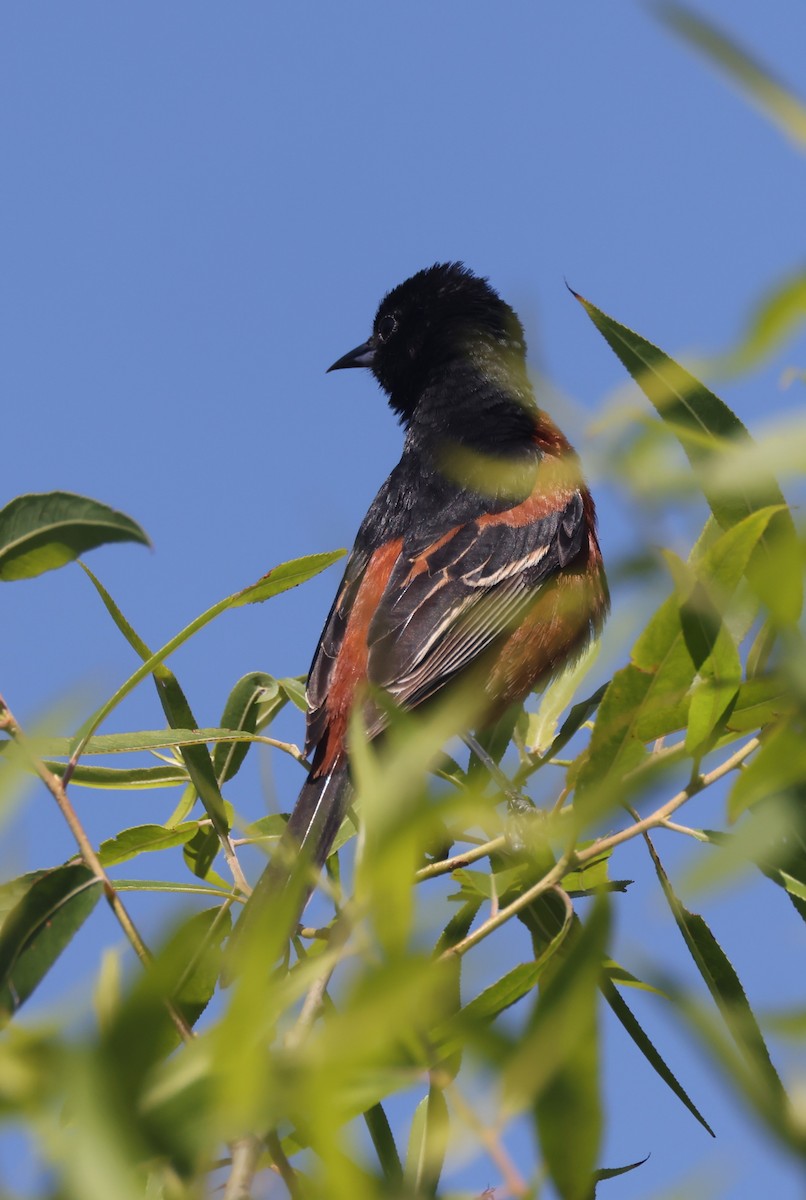 Orchard Oriole (Orchard) - ML619955915