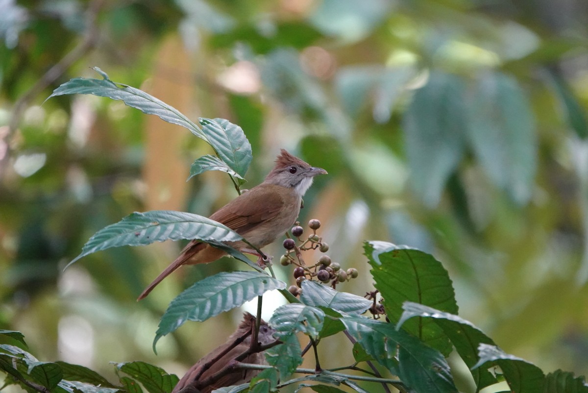 Bulbul à joues grises - ML619955924