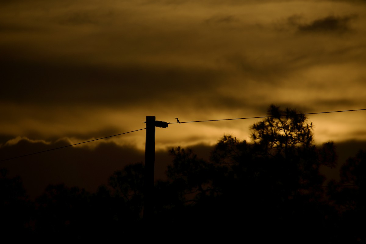 Great Crested Flycatcher - ML619955933