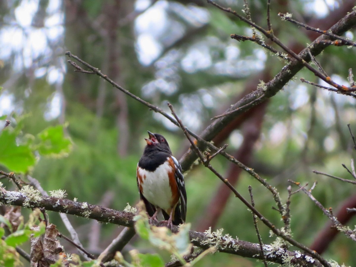 Spotted Towhee - ML619955934