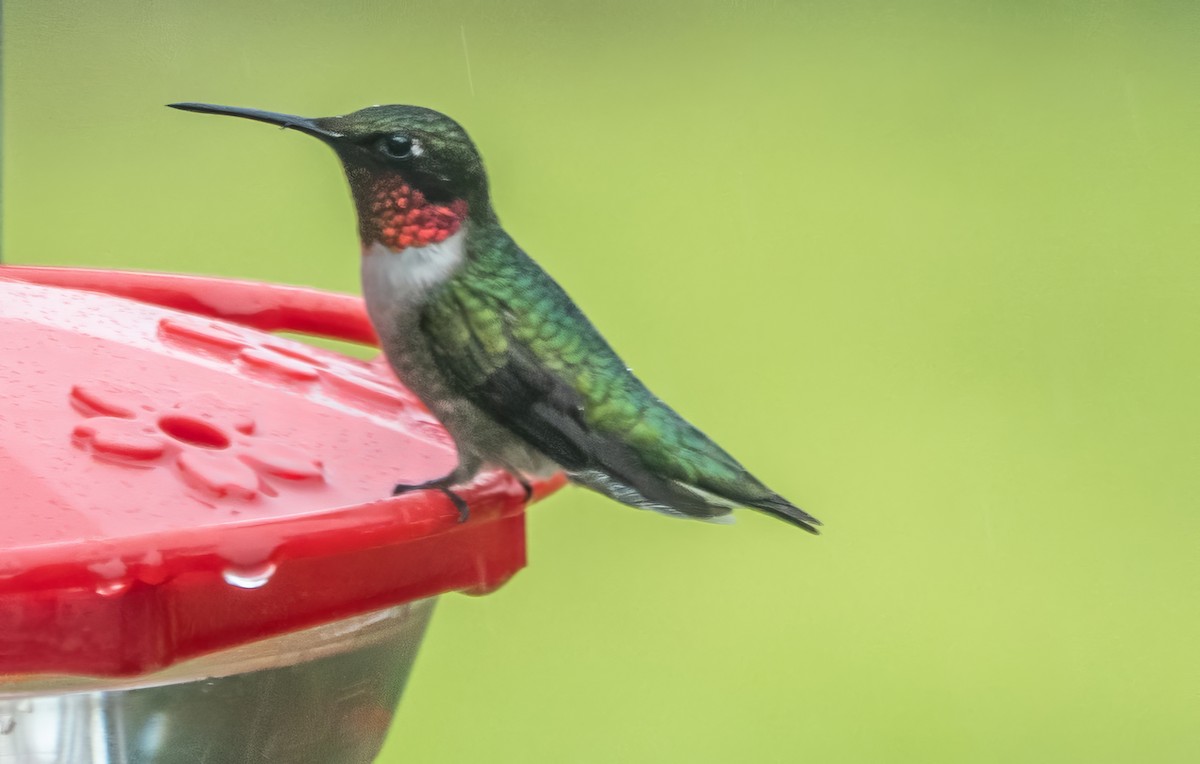 Ruby-throated Hummingbird - ML619955949