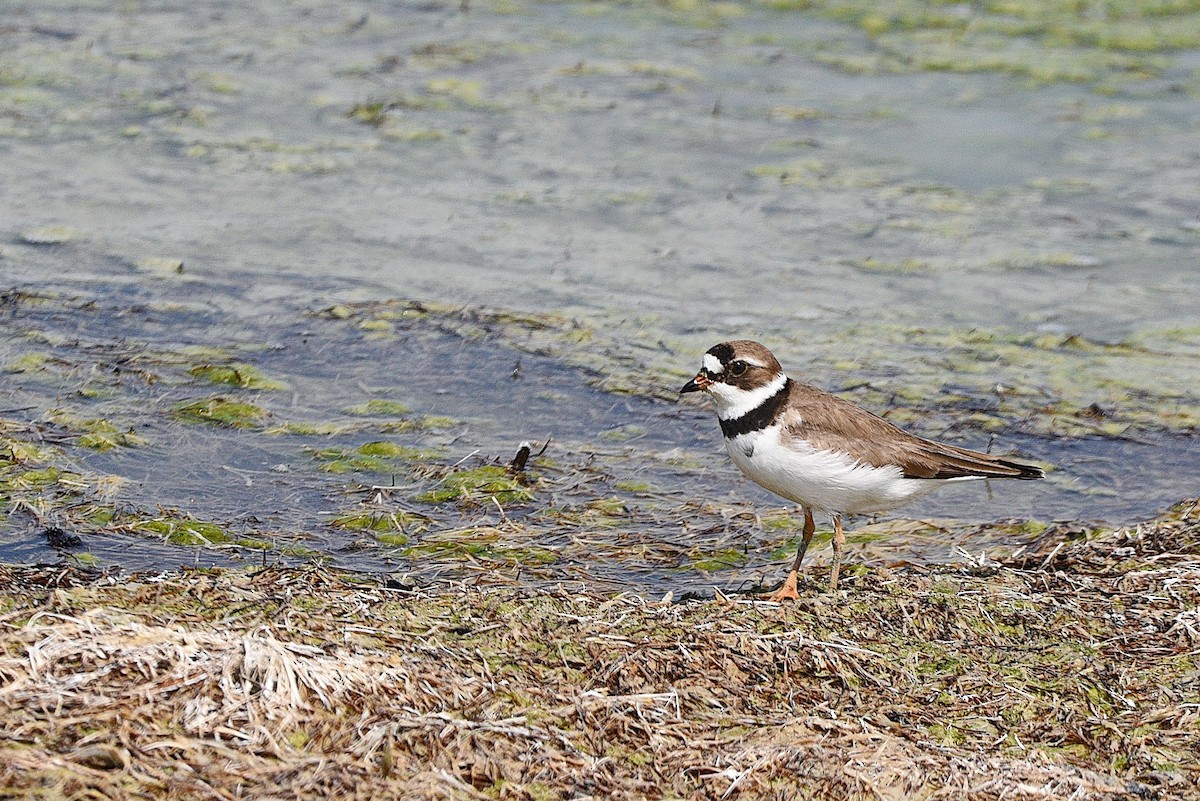 Semipalmated Plover - ML619955950