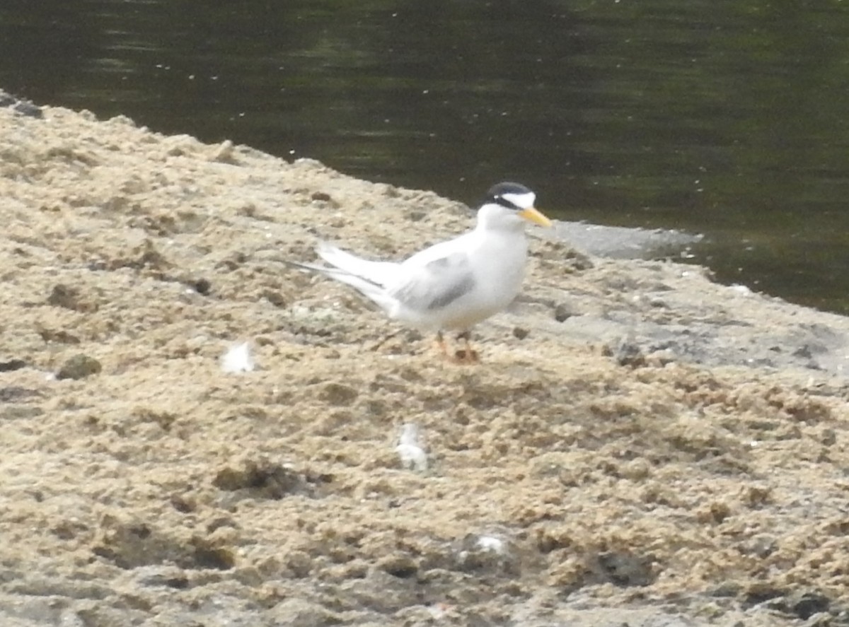 Least Tern - ML619956007