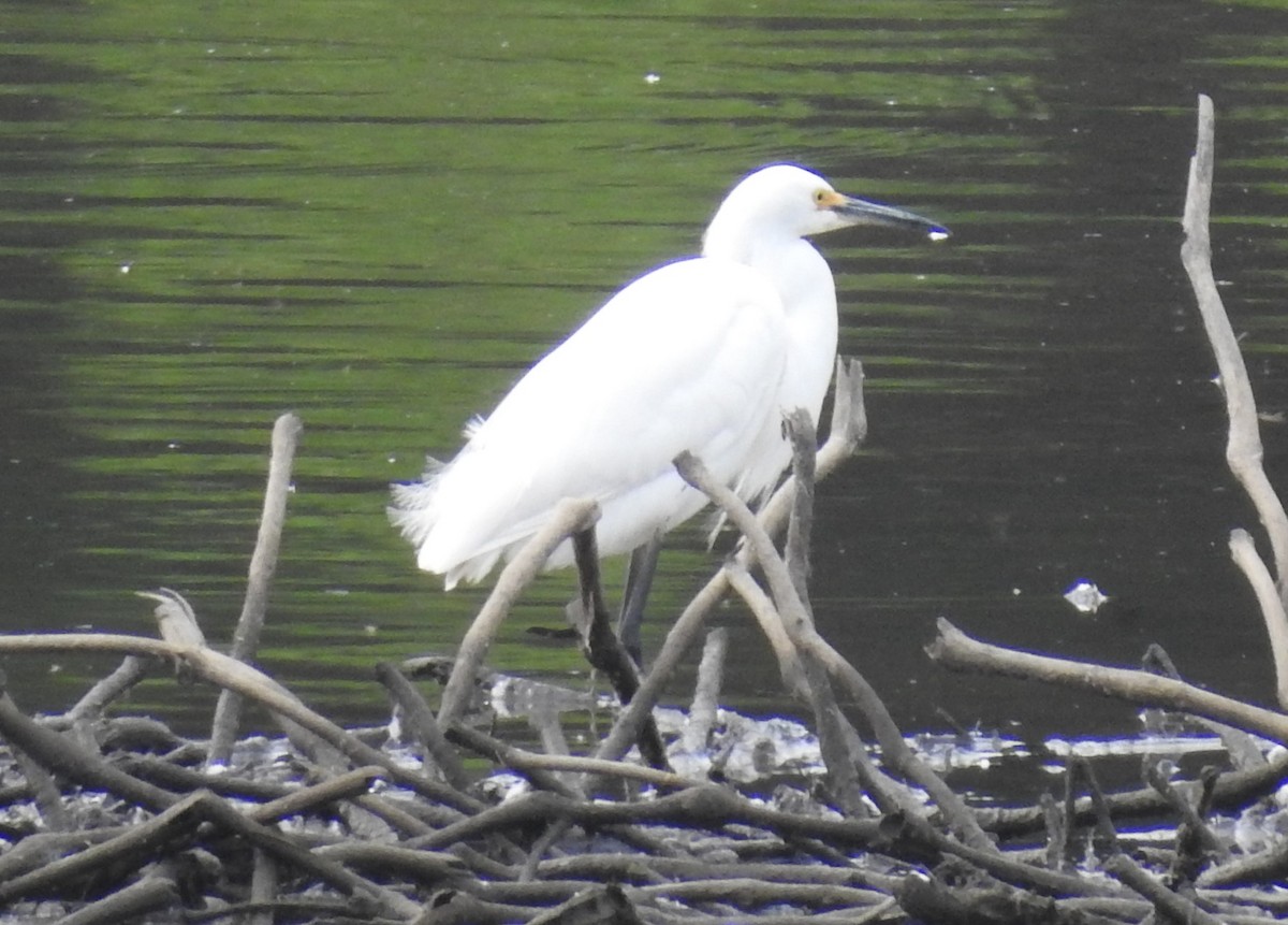 Snowy Egret - ML619956014