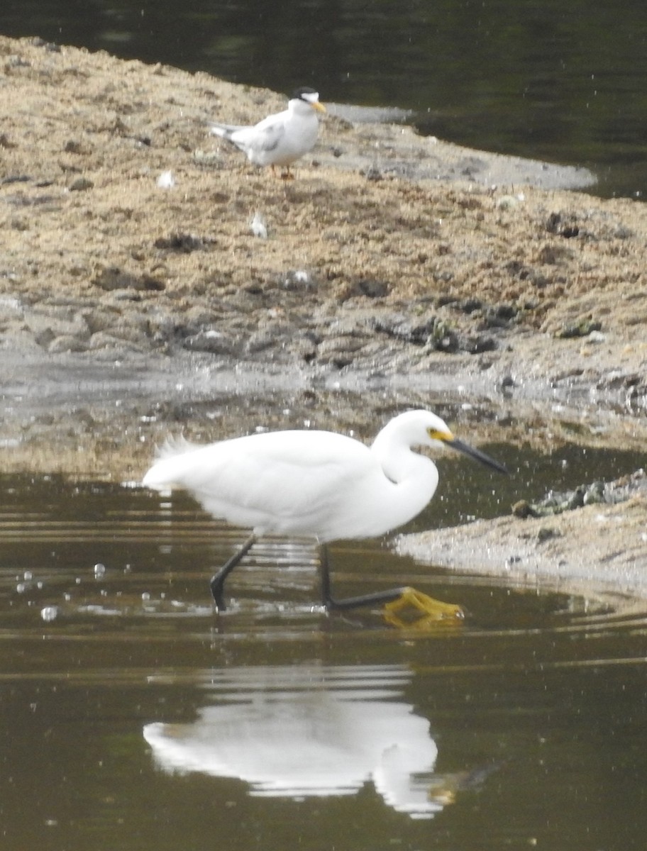 Snowy Egret - ML619956015