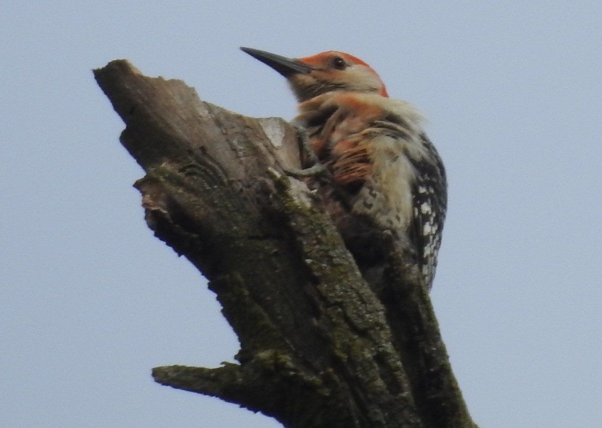 Red-bellied Woodpecker - ML619956031