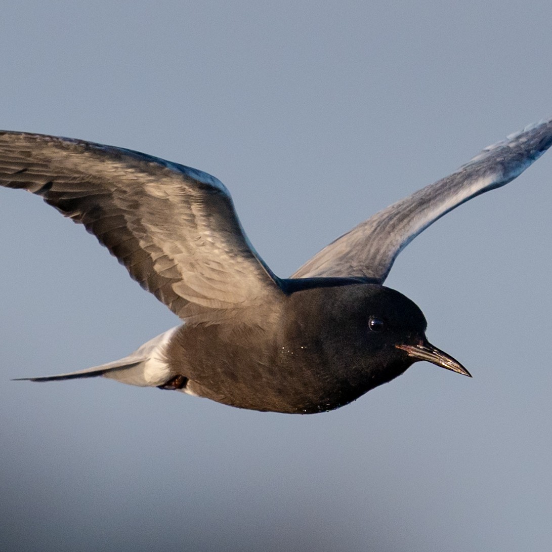 Black Tern - Tom Cho