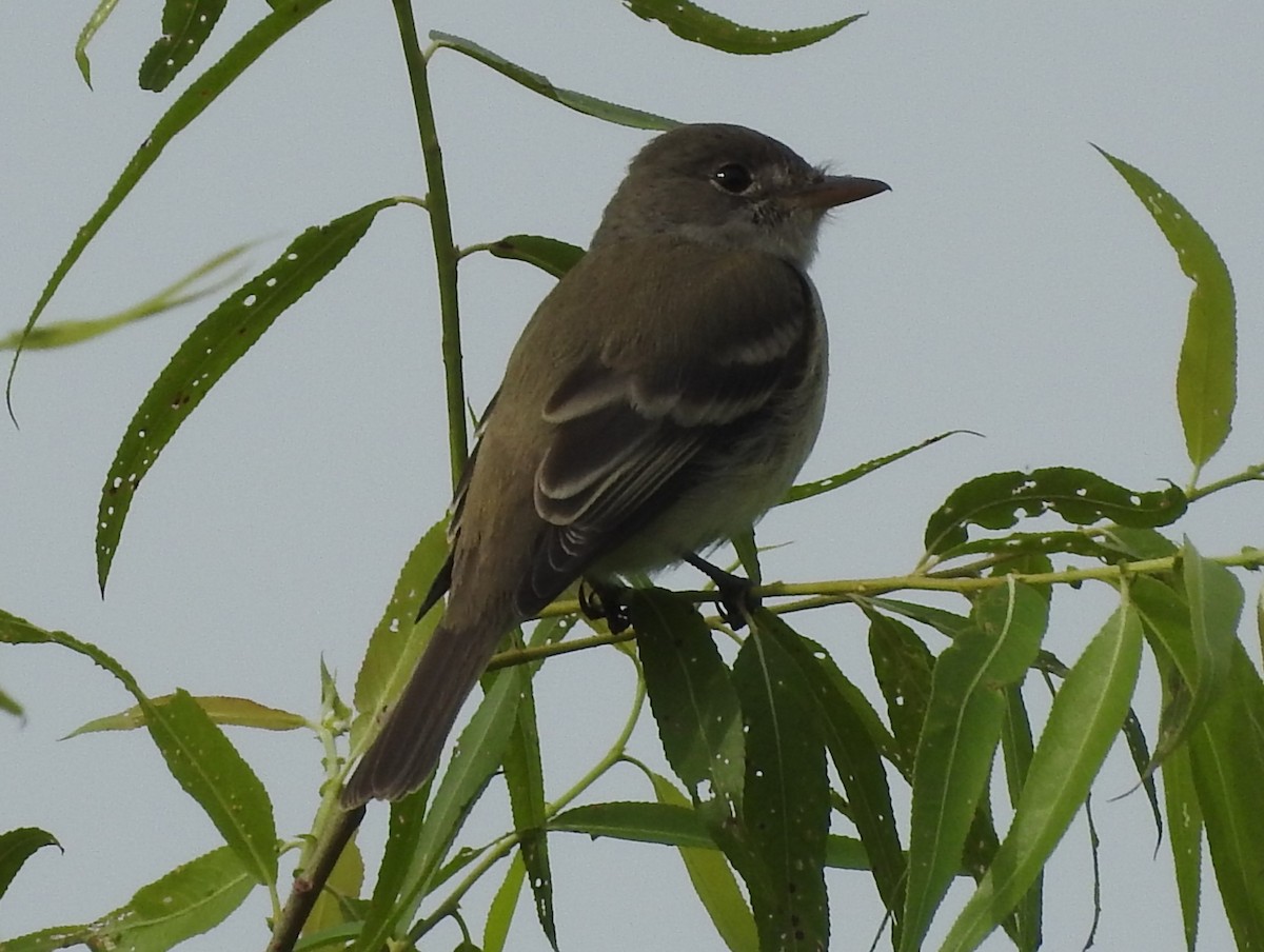 Willow Flycatcher - ML619956045