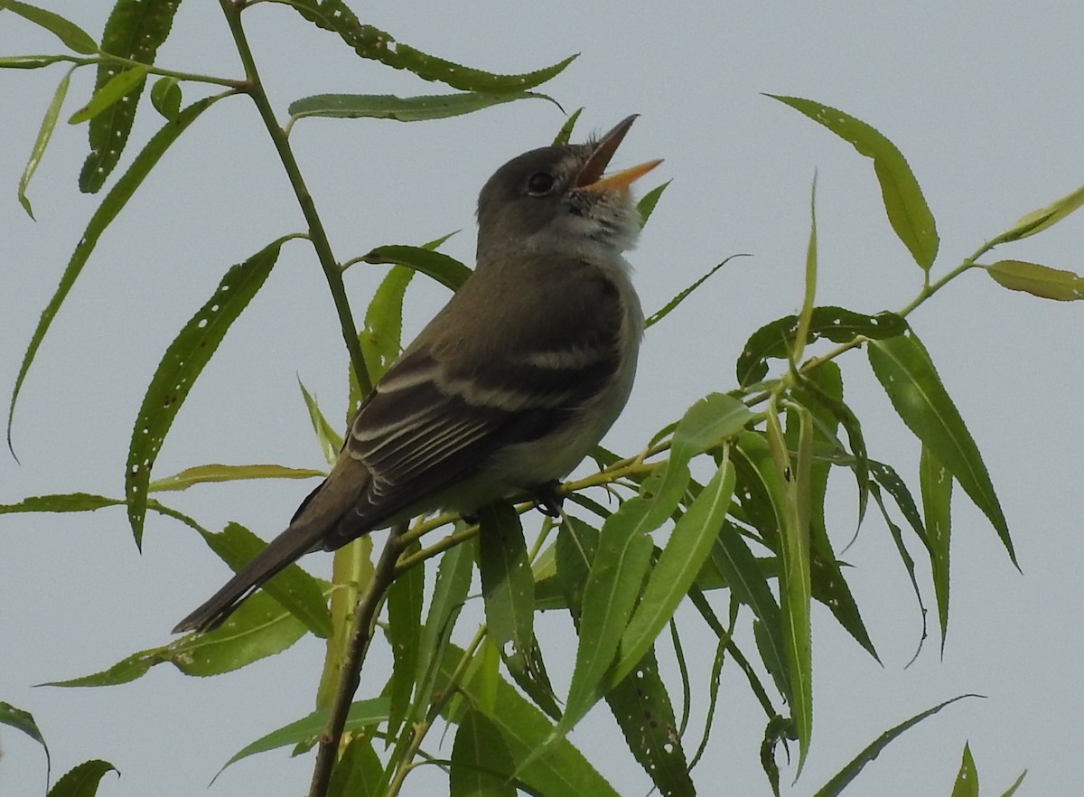 Willow Flycatcher - ML619956046