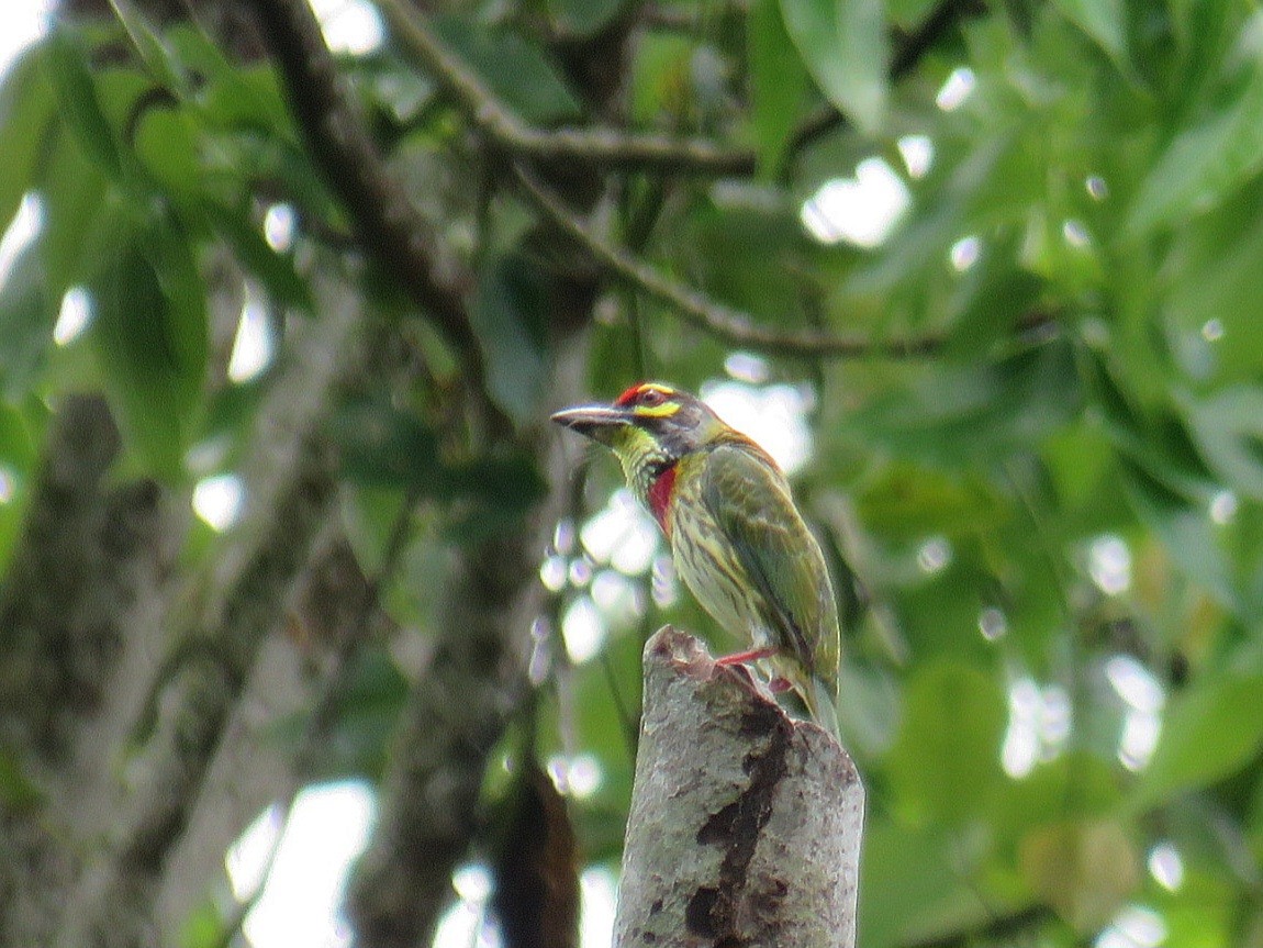 Coppersmith Barbet (Philippine Yellow-faced) - ML619956050