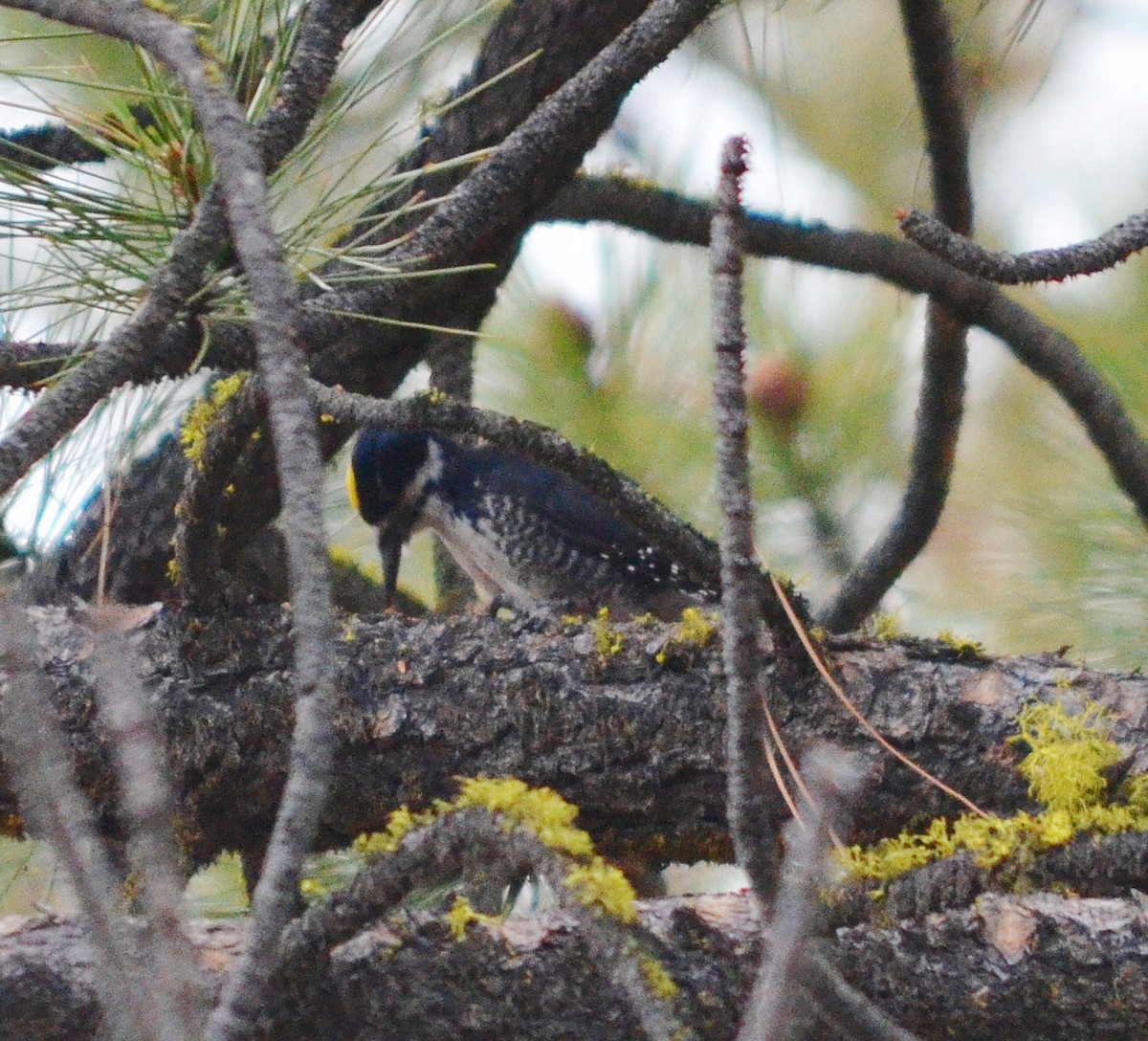 Black-backed Woodpecker - ML619956051