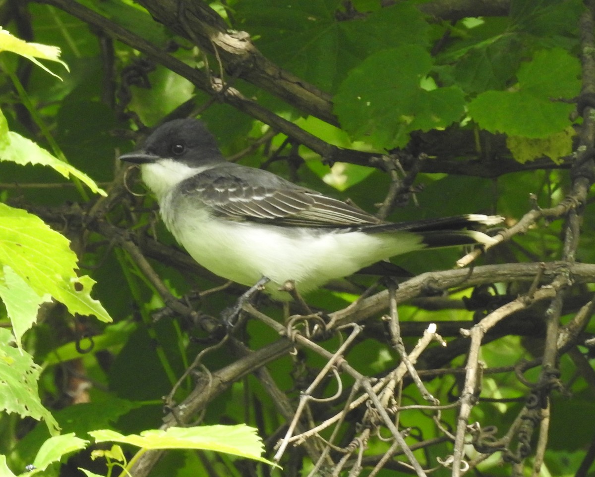 Eastern Kingbird - ML619956062