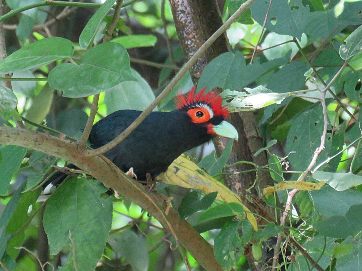 Red-crested Malkoha - ML619956066