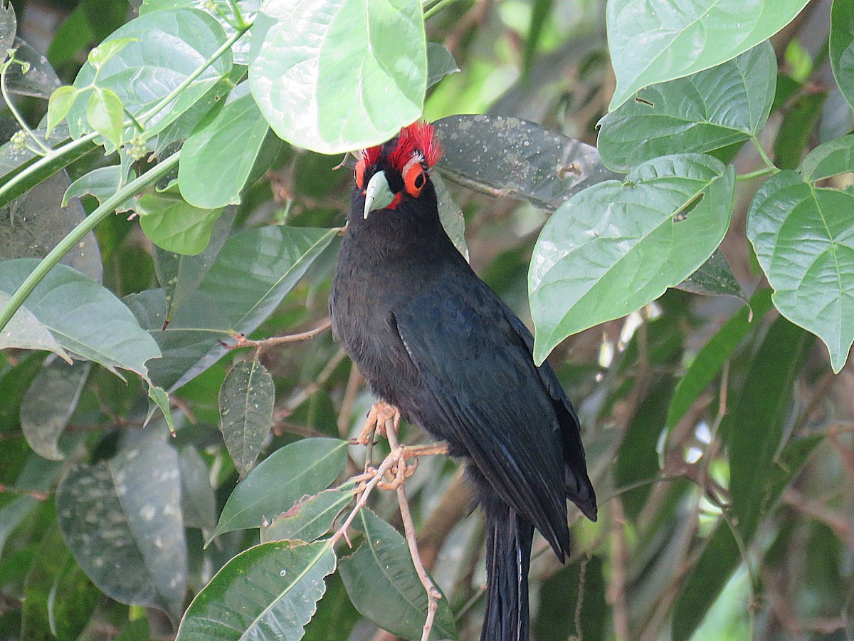 Red-crested Malkoha - ML619956067