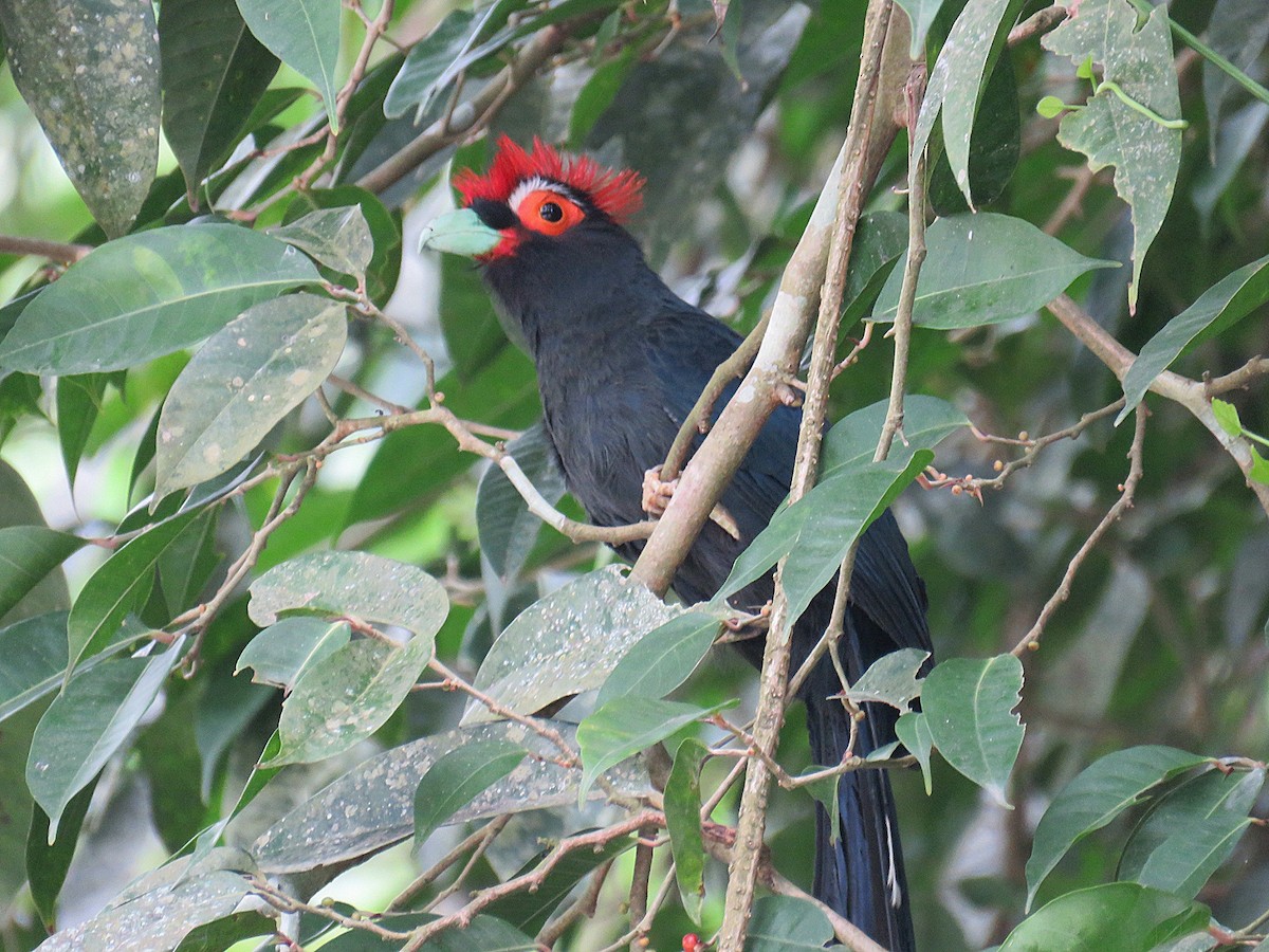 Red-crested Malkoha - ML619956068