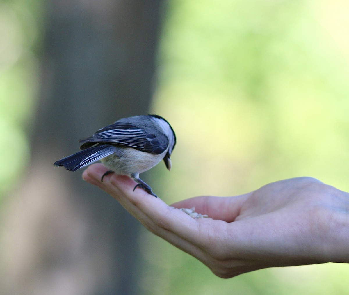 Black-capped Chickadee - ML619956073