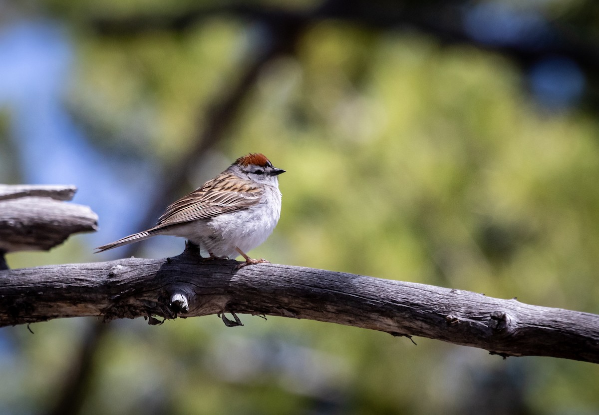 Chipping Sparrow - ML619956086