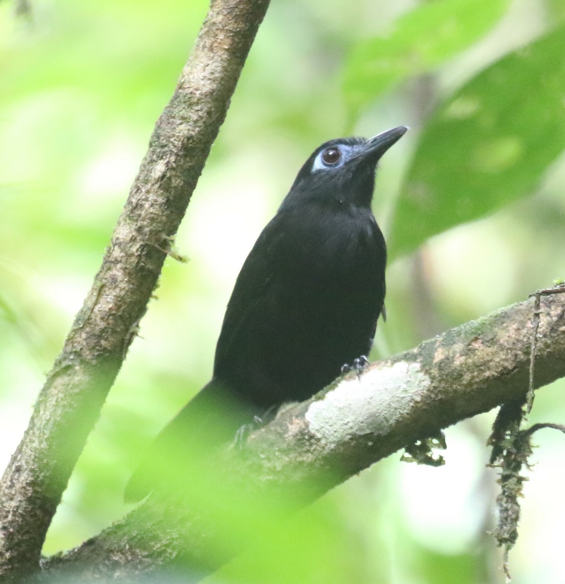 Panamáameisenvogel (berlepschi) - ML619956088