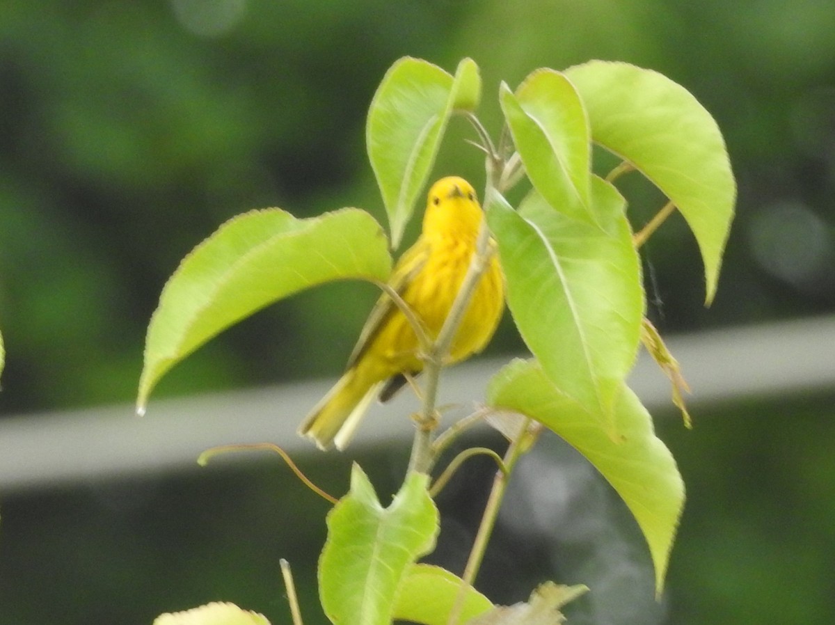 Yellow Warbler - ML619956093