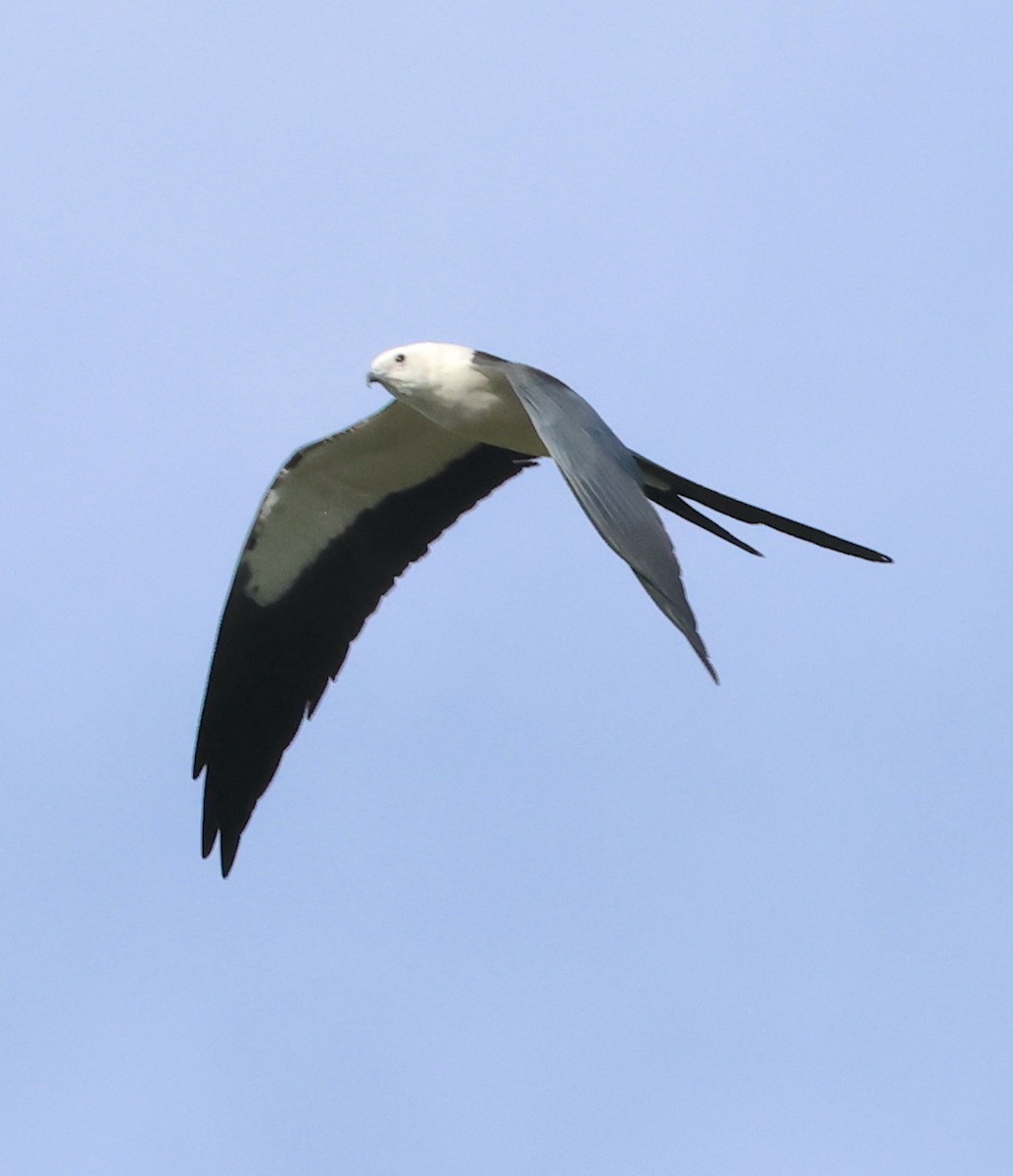 Swallow-tailed Kite - ML619956124