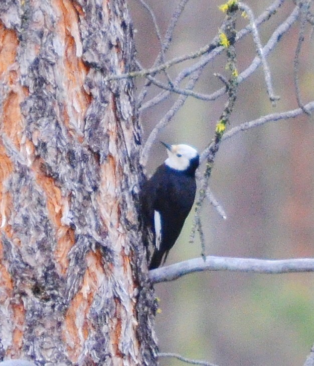White-headed Woodpecker - ML619956136