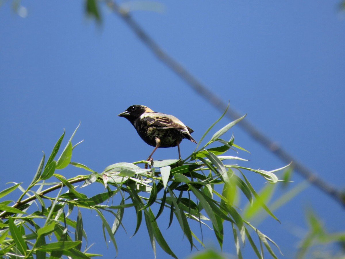 bobolink americký - ML619956145