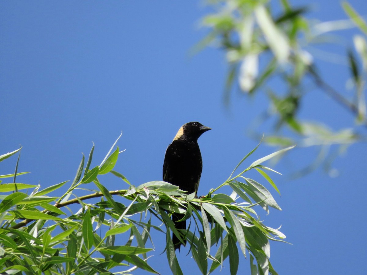 bobolink americký - ML619956146