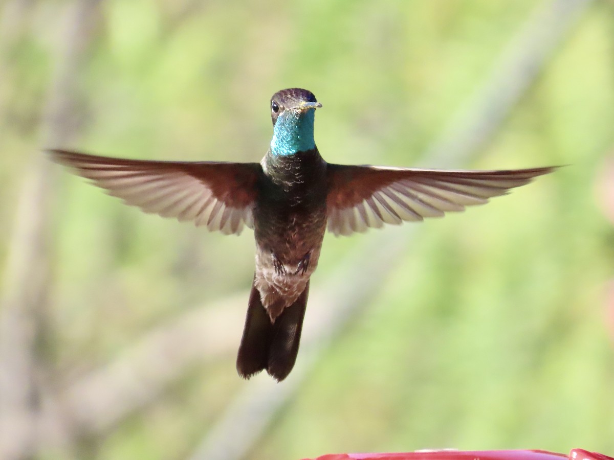 kolibřík skvostný - ML619956160
