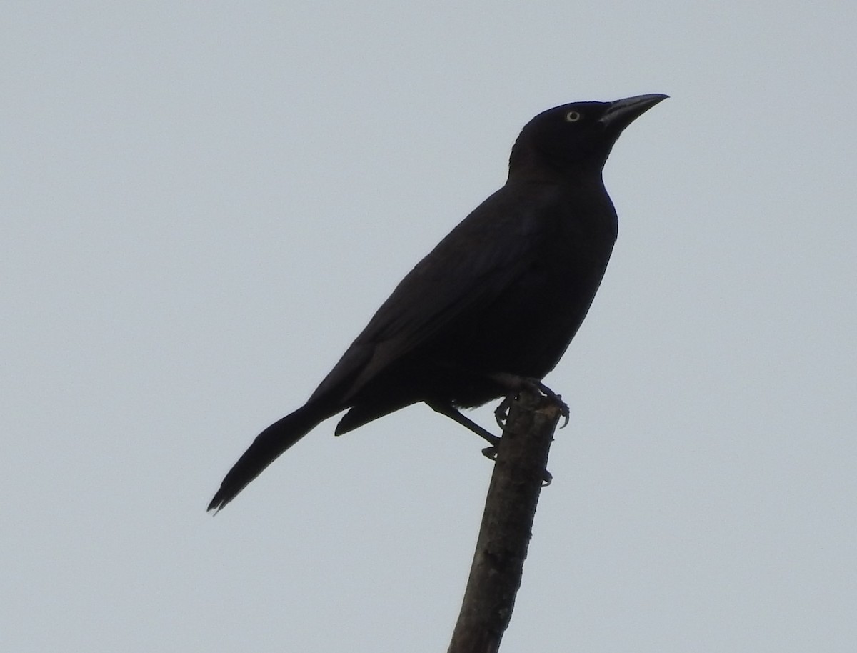 Common Grackle - ML619956164