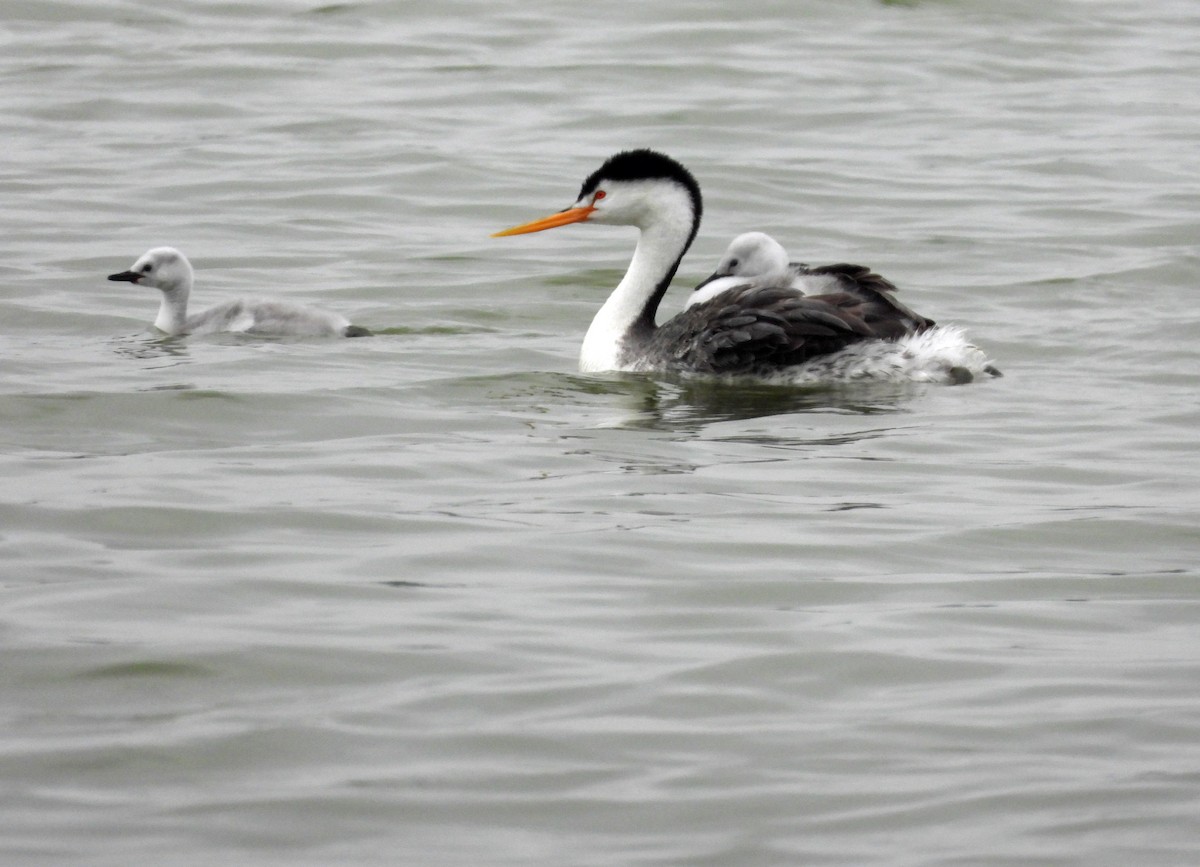 Clark's Grebe - ML619956168