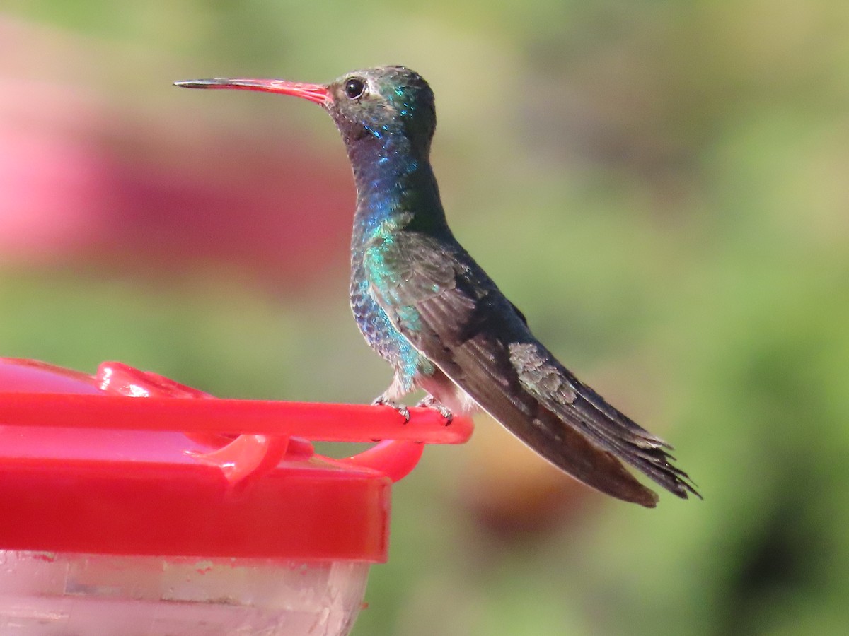 Broad-billed Hummingbird - ML619956177