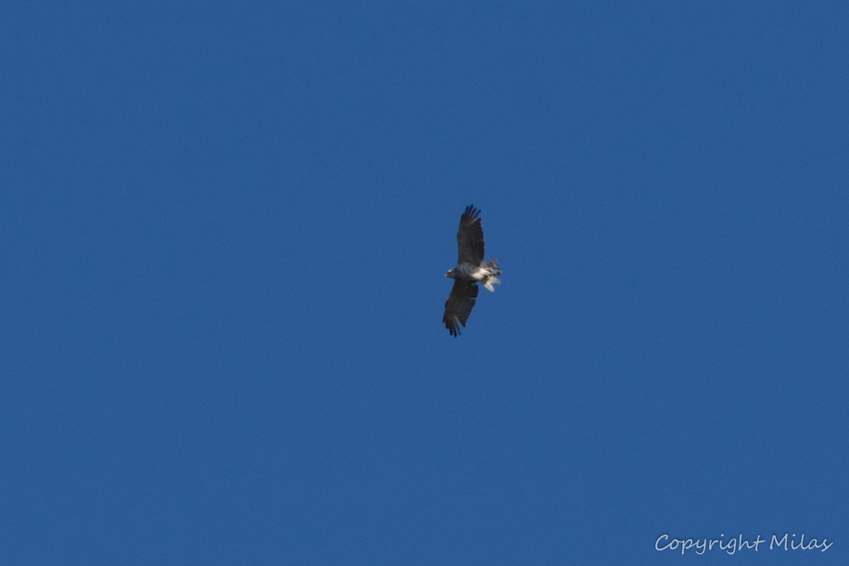 Short-toed Snake-Eagle - ML619956182