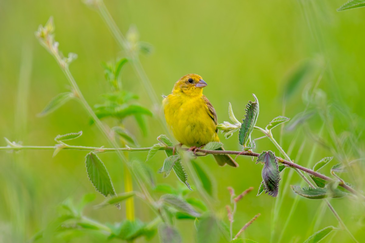Grassland Yellow-Finch - ML619956195