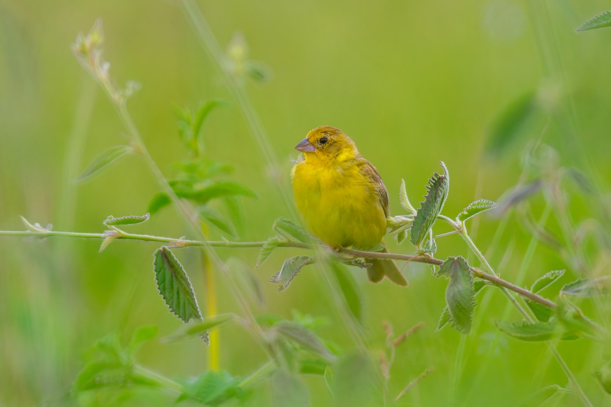 Grassland Yellow-Finch - ML619956196
