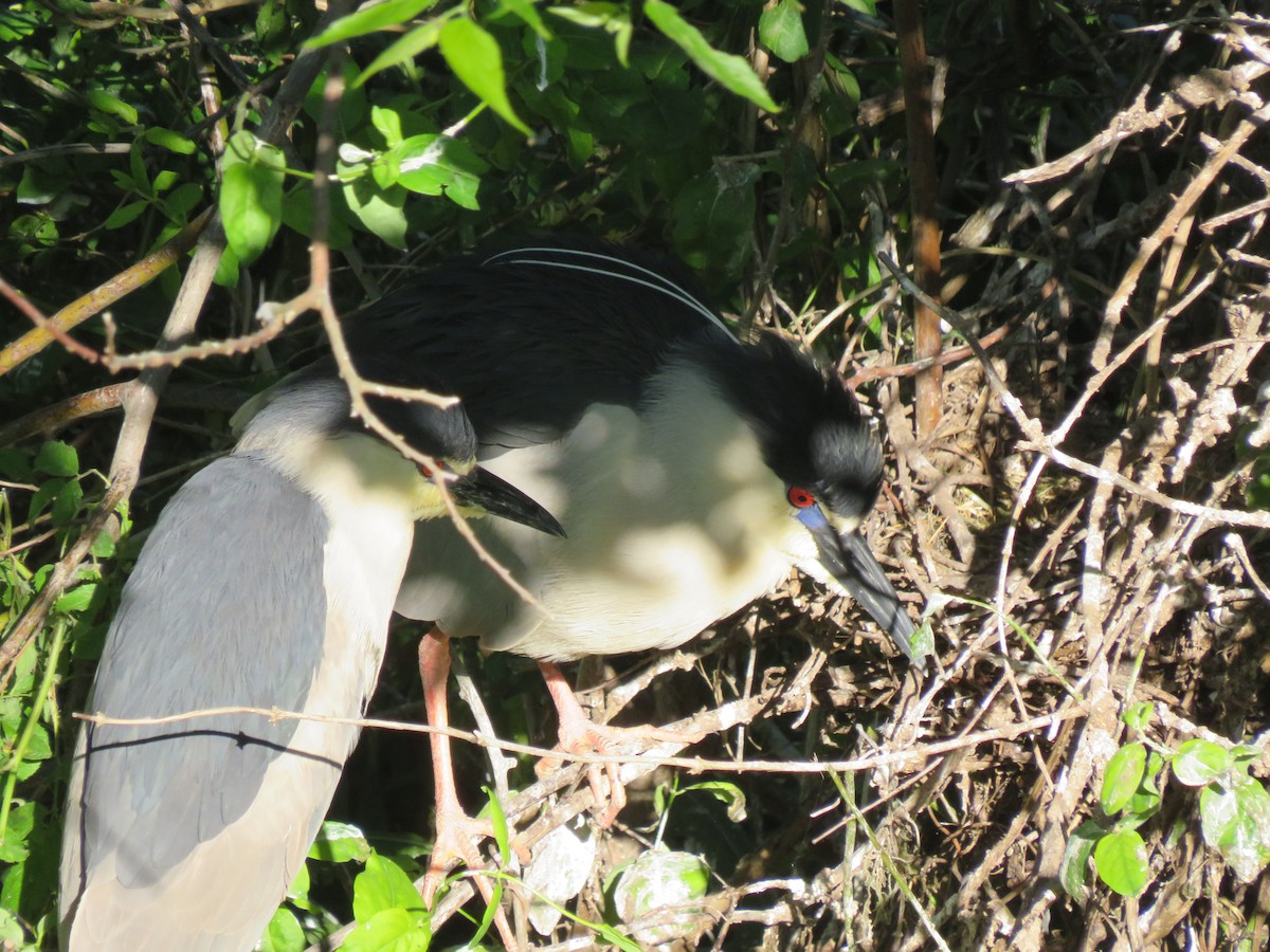 Black-crowned Night Heron - ML619956218