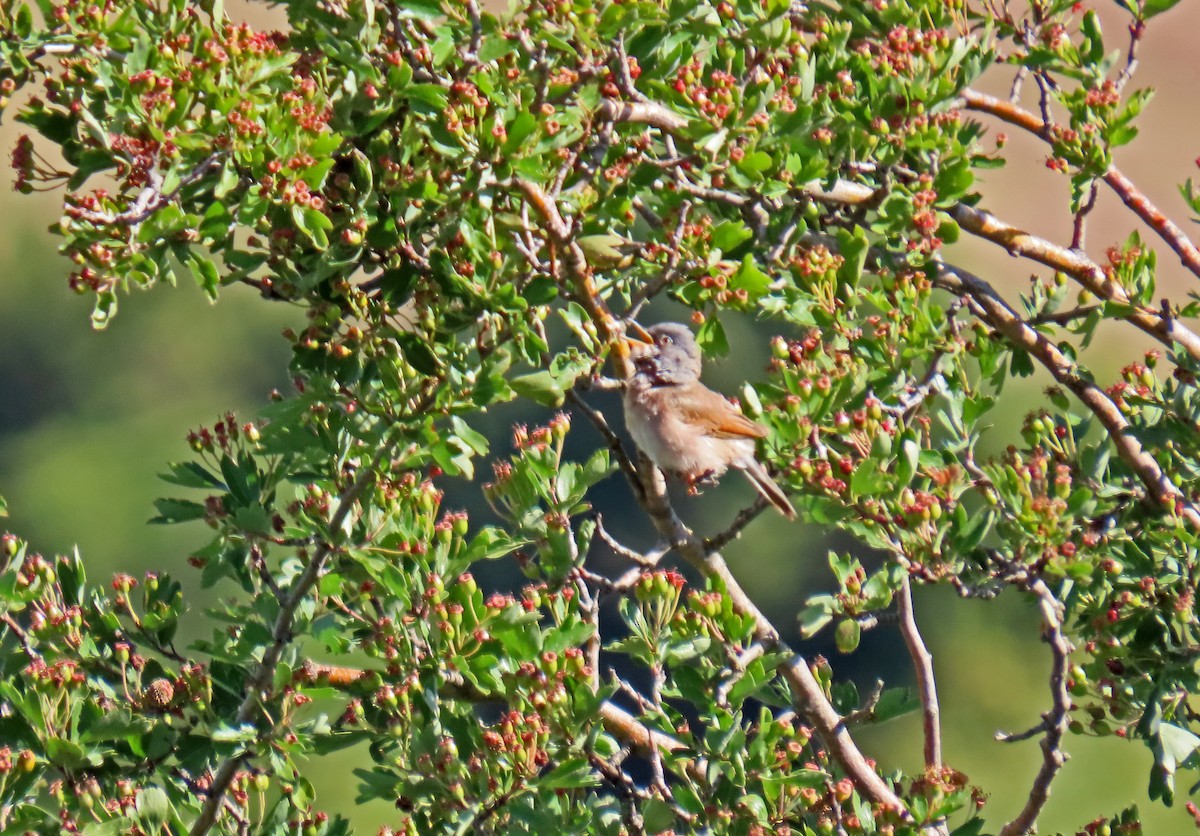 Spectacled Warbler - ML619956224