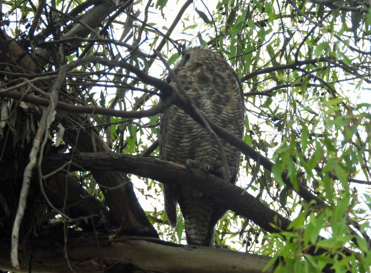 Great Horned Owl - ML619956236